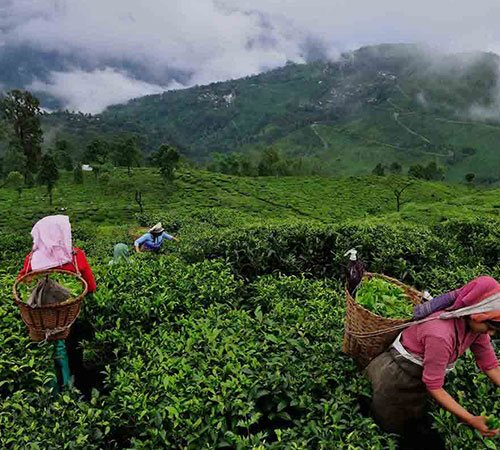 GUWAHATI SHILLONG GETAWAY